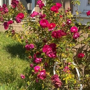 Meet your Posher, Itzel